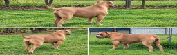 American Bully dogs for sale: American Bully 2 - Ad 4