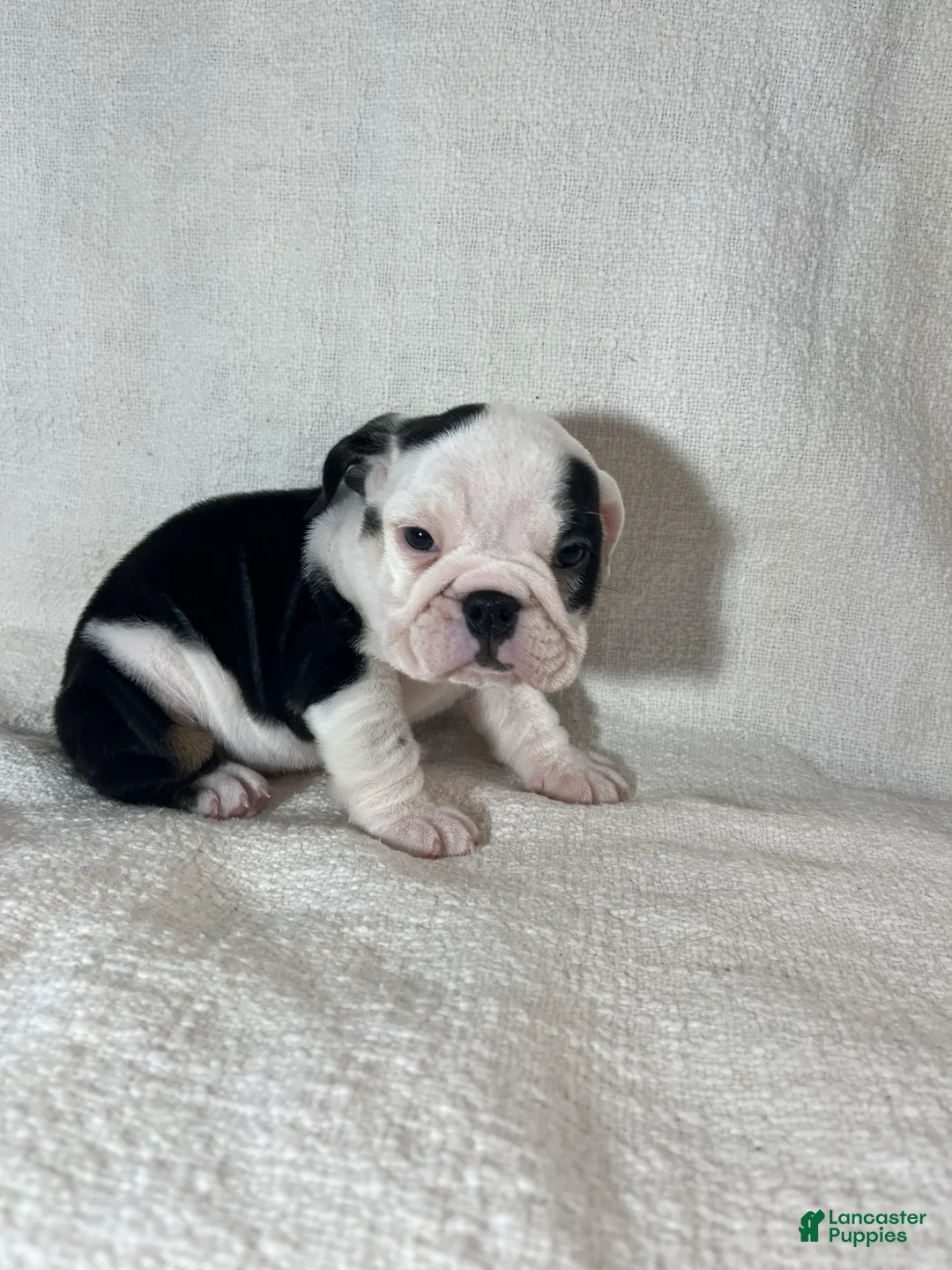 English Bulldog dogs for sale: Zoey - Ad 5