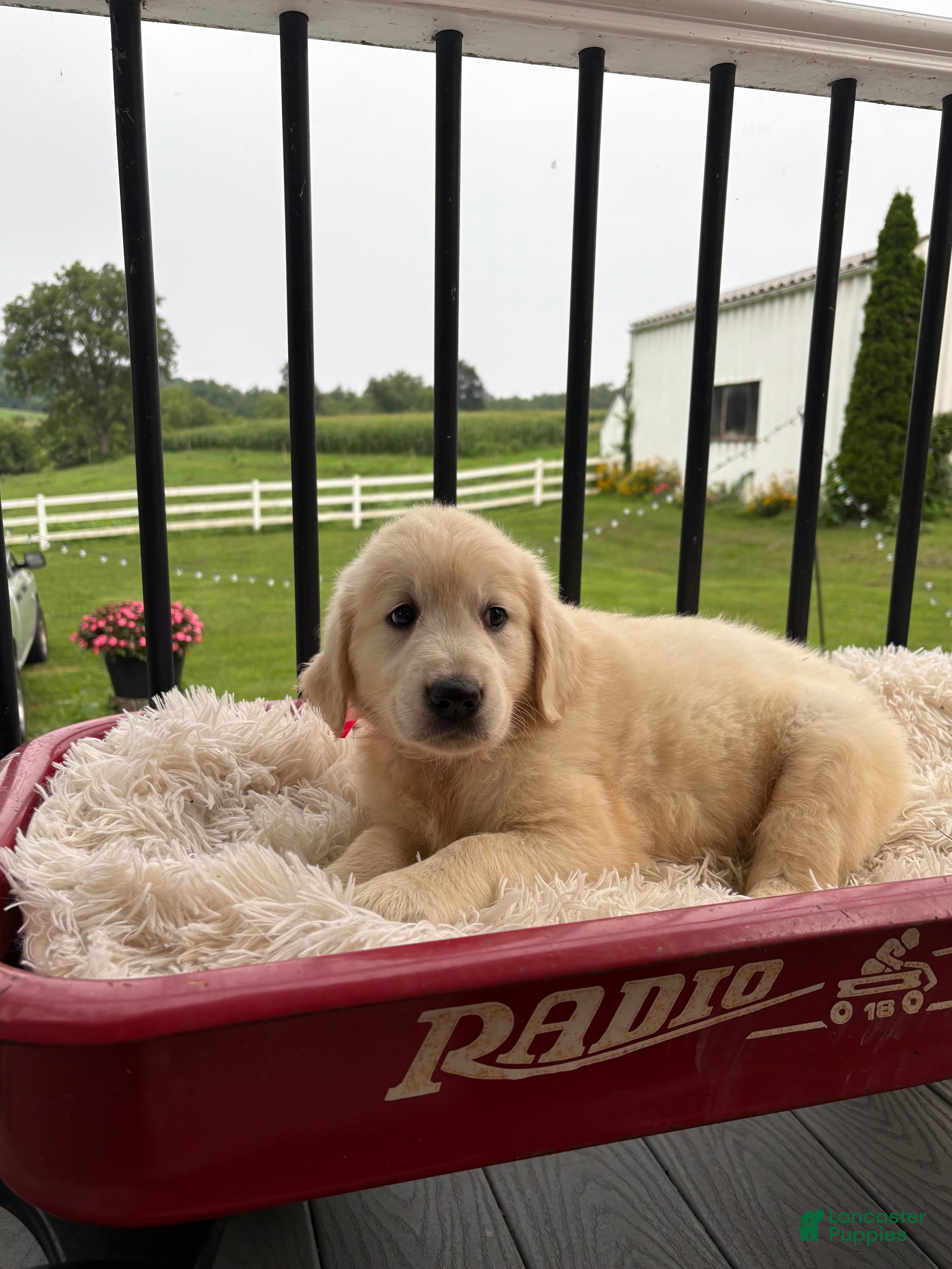 Golden Retriever dogs Georgia - Ad 2