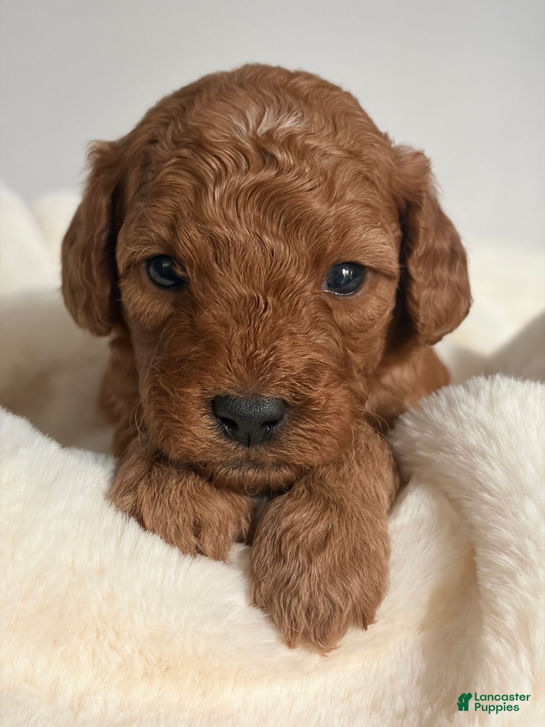 Mini Goldendoodle dogs for sale: Mini Goldendoodle Puppy 3 - Ad 1
