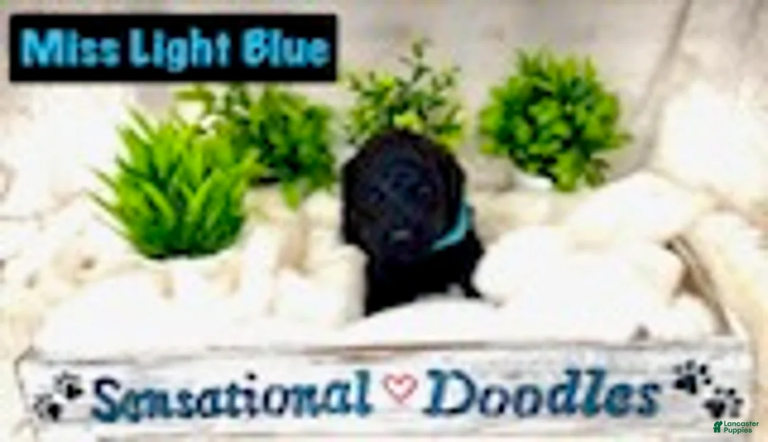 Goldendoodle dogs for sale: Miss Light Blue - Ad 3