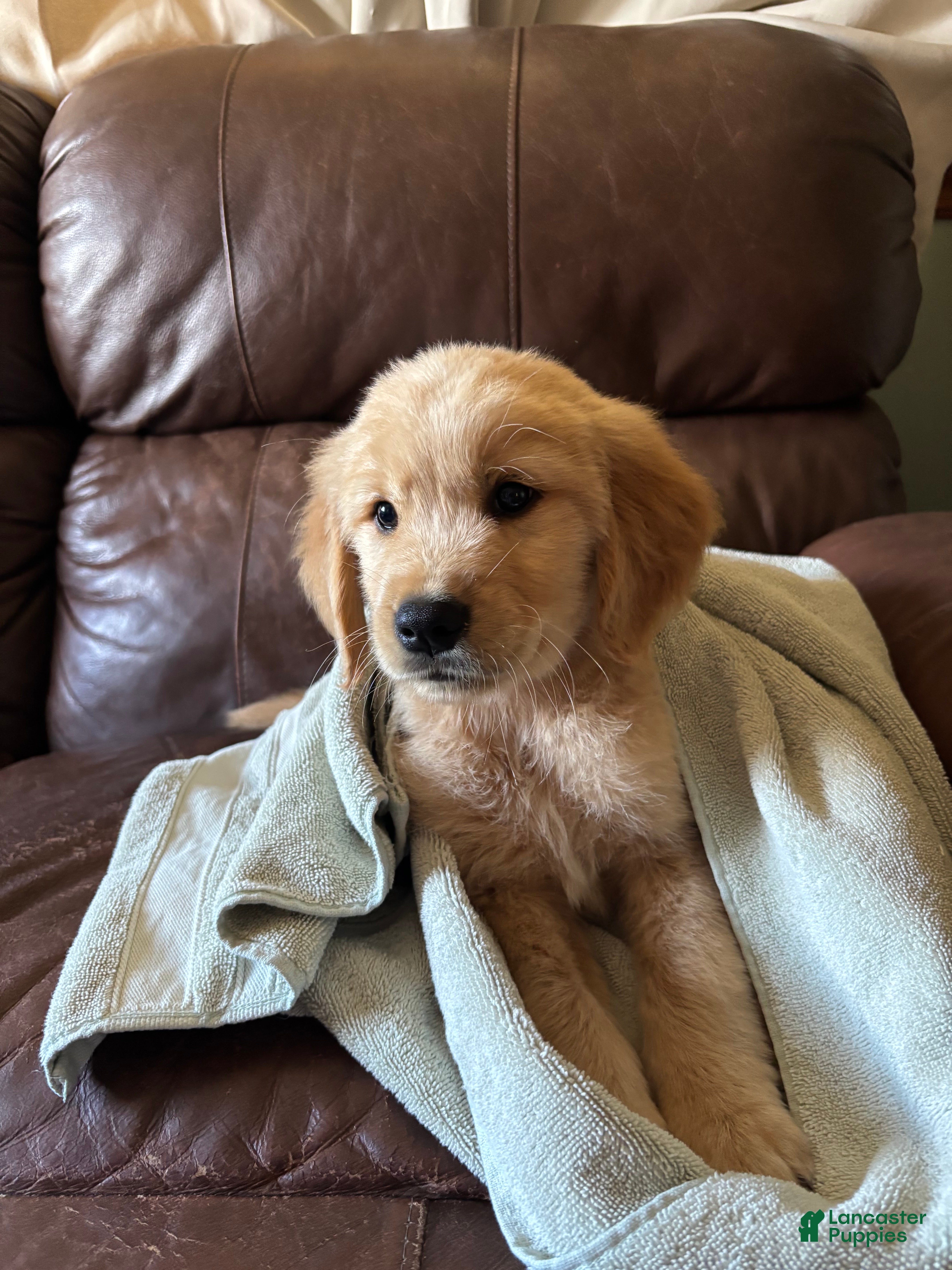 Golden Retriever dogs Stark - Ad 37