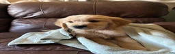 Golden Retriever dogs for sale: Stark - Ad 1