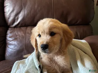 Golden Retriever dogs Stark - Ad 37