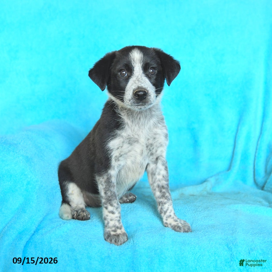 Mixed Breed dogs Sadie - Ad 2