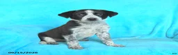 Mixed Breed dogs for sale: Sadie - Ad 2