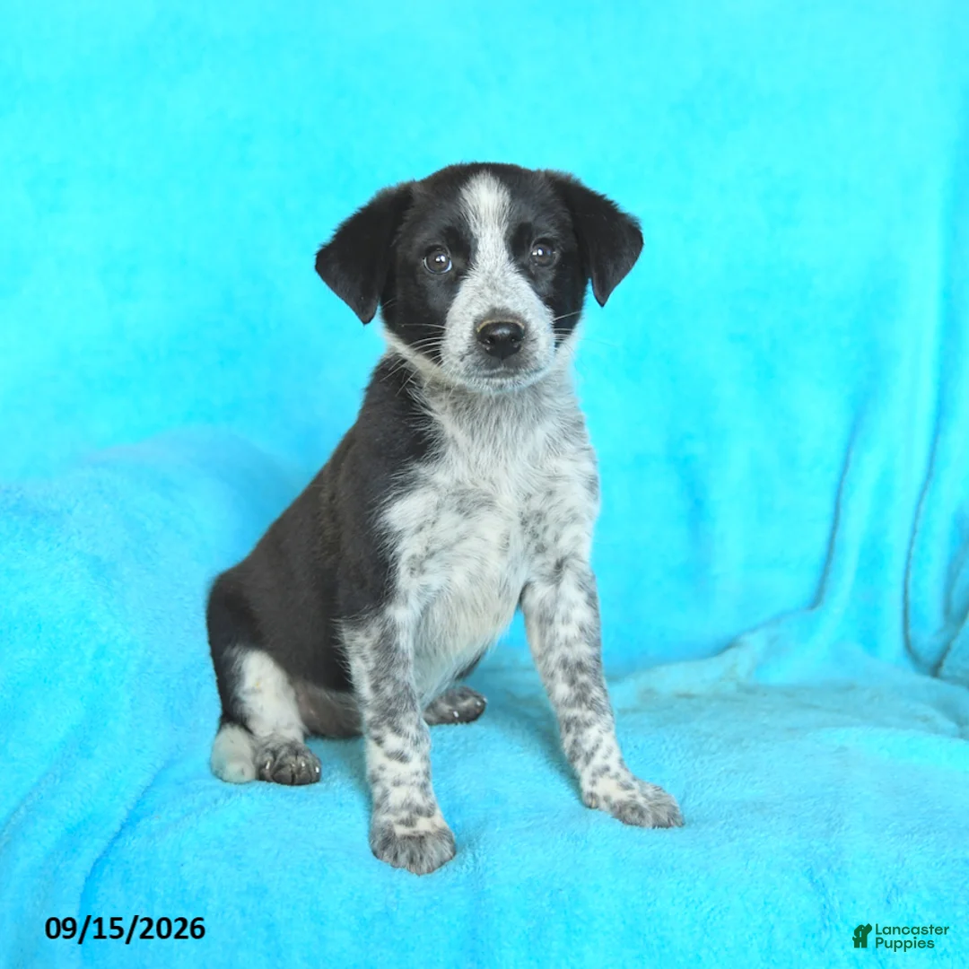 Mixed Breed dogs for sale: Sadie - Ad 2