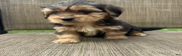 Yorkshire Terrier dogs for sale: 1 Pauly - Ad 9
