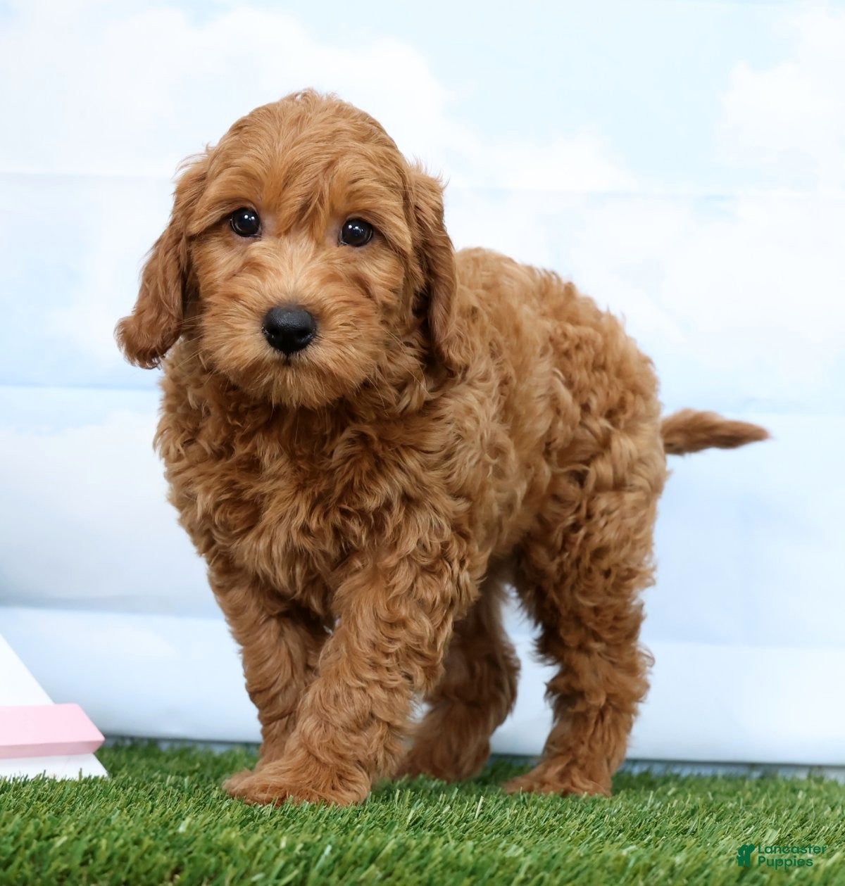 Mini Goldendoodle dogs Flower - Ad 1