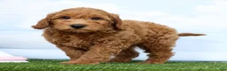 Mini Goldendoodle dogs for sale: Flower - Ad 1