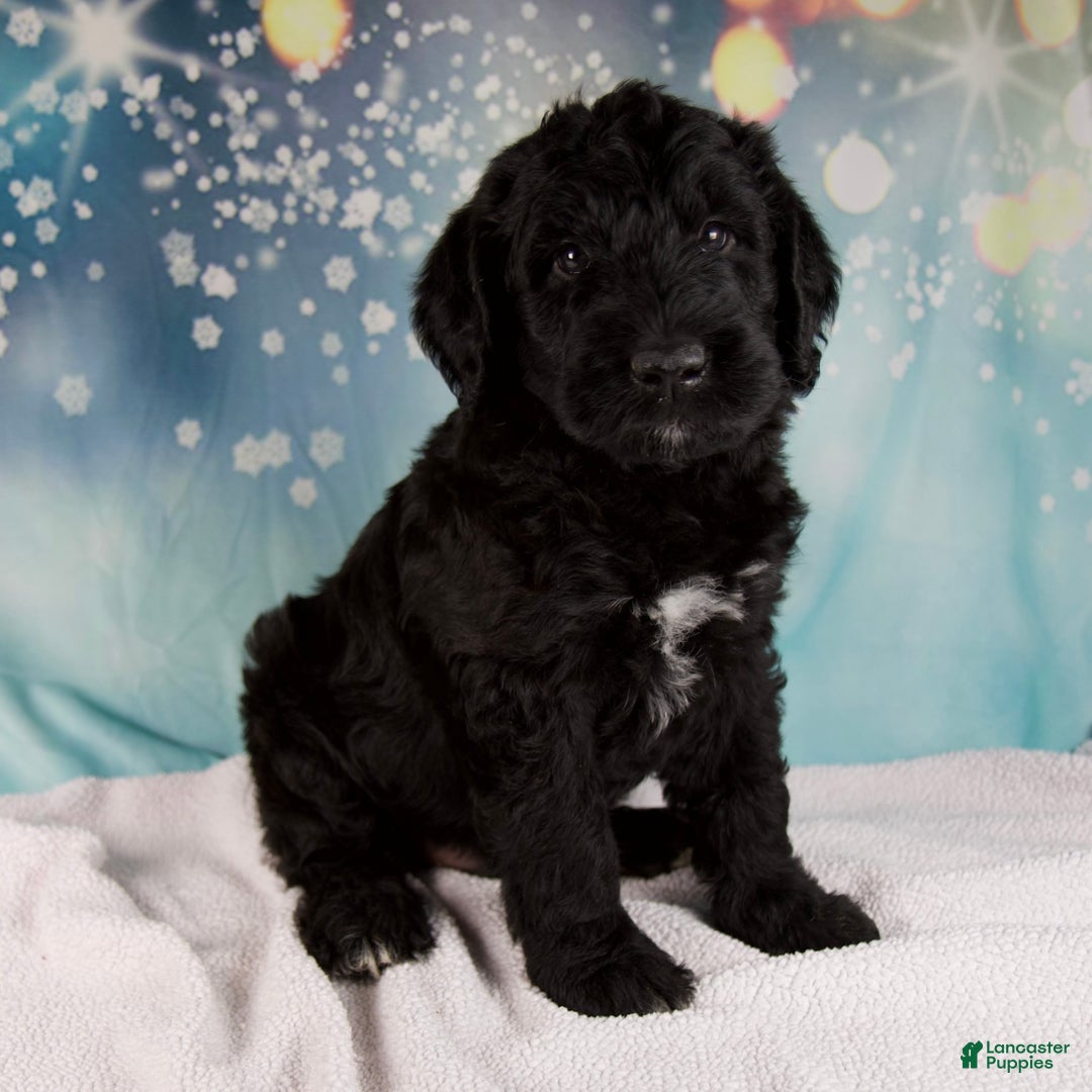 Mixed Breed dogs for sale: Blake - Ad 1