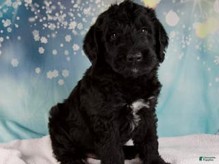 Mixed Breed dogs Blake - Ad 5