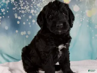 Schnoodle dogs Blake - Ad 8