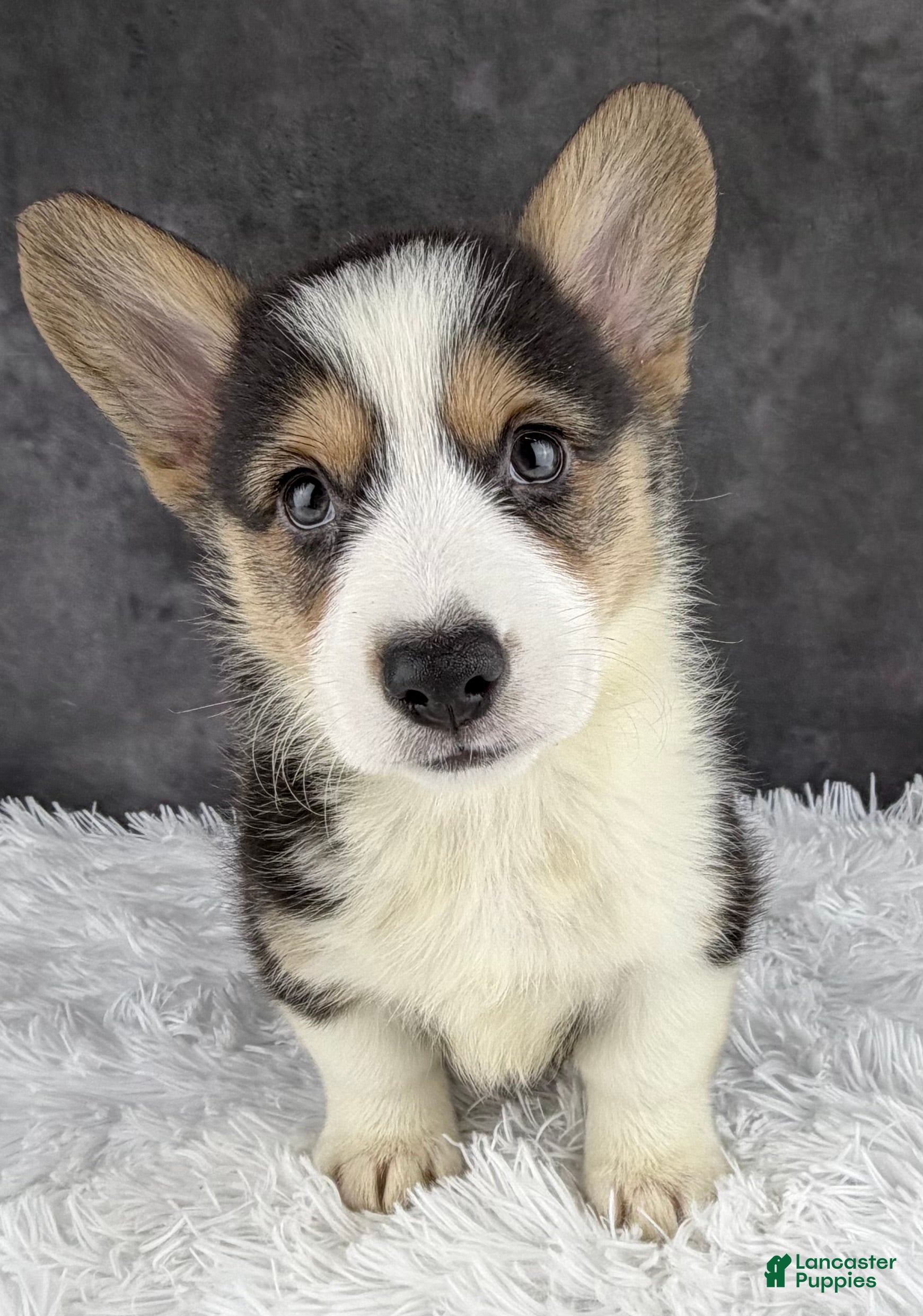 Welsh Corgi Pembroke dogs Cooper natural bobtail - Ad 2