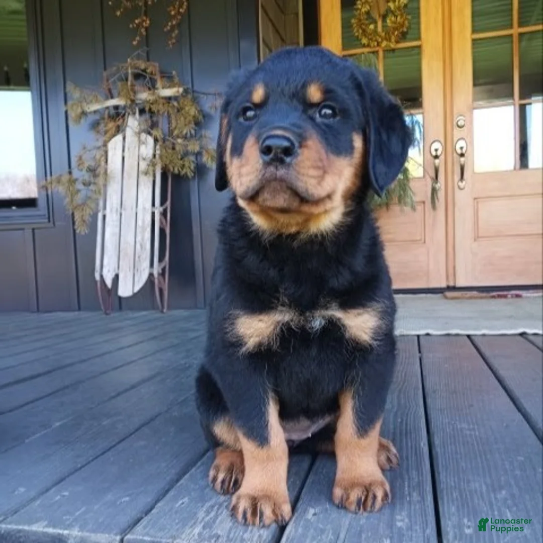 Rottweiler dogs for sale: Kimber  - Ad 2