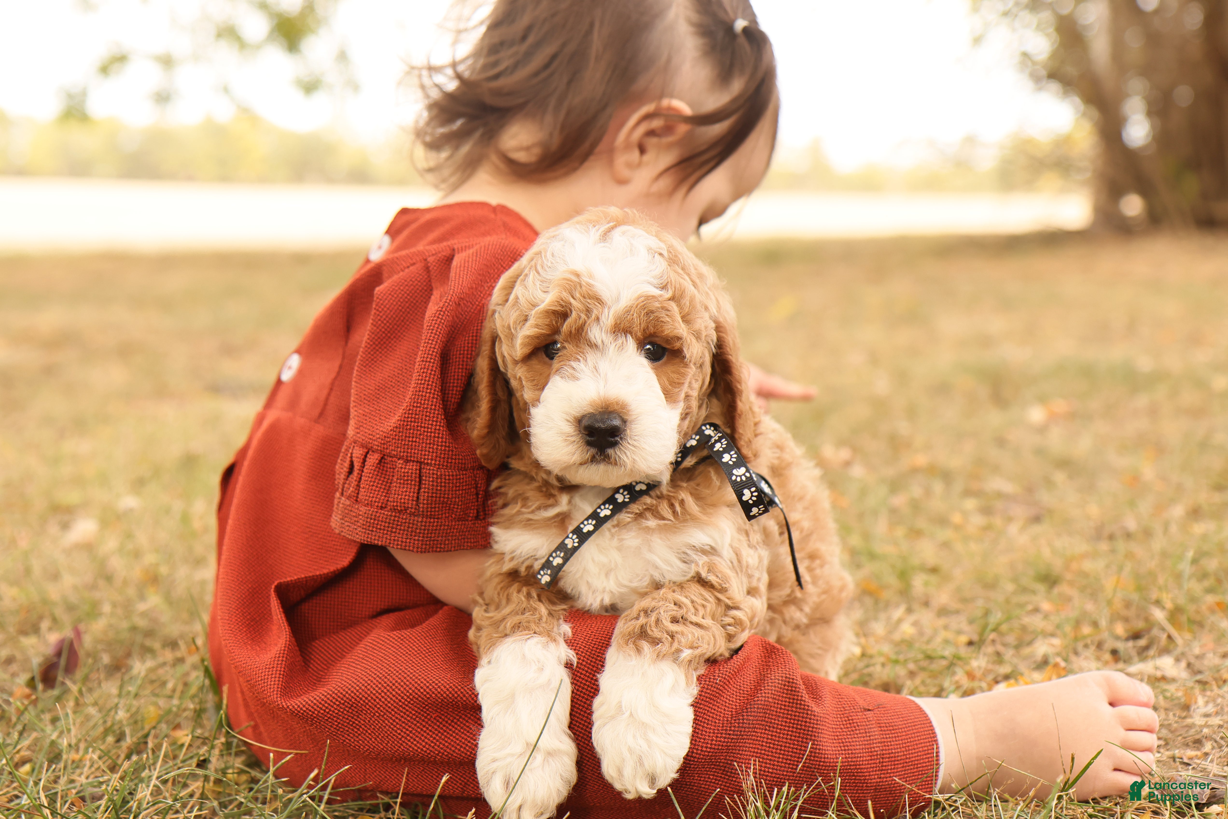 Mini Goldendoodle dogs Hunter - Ad 2