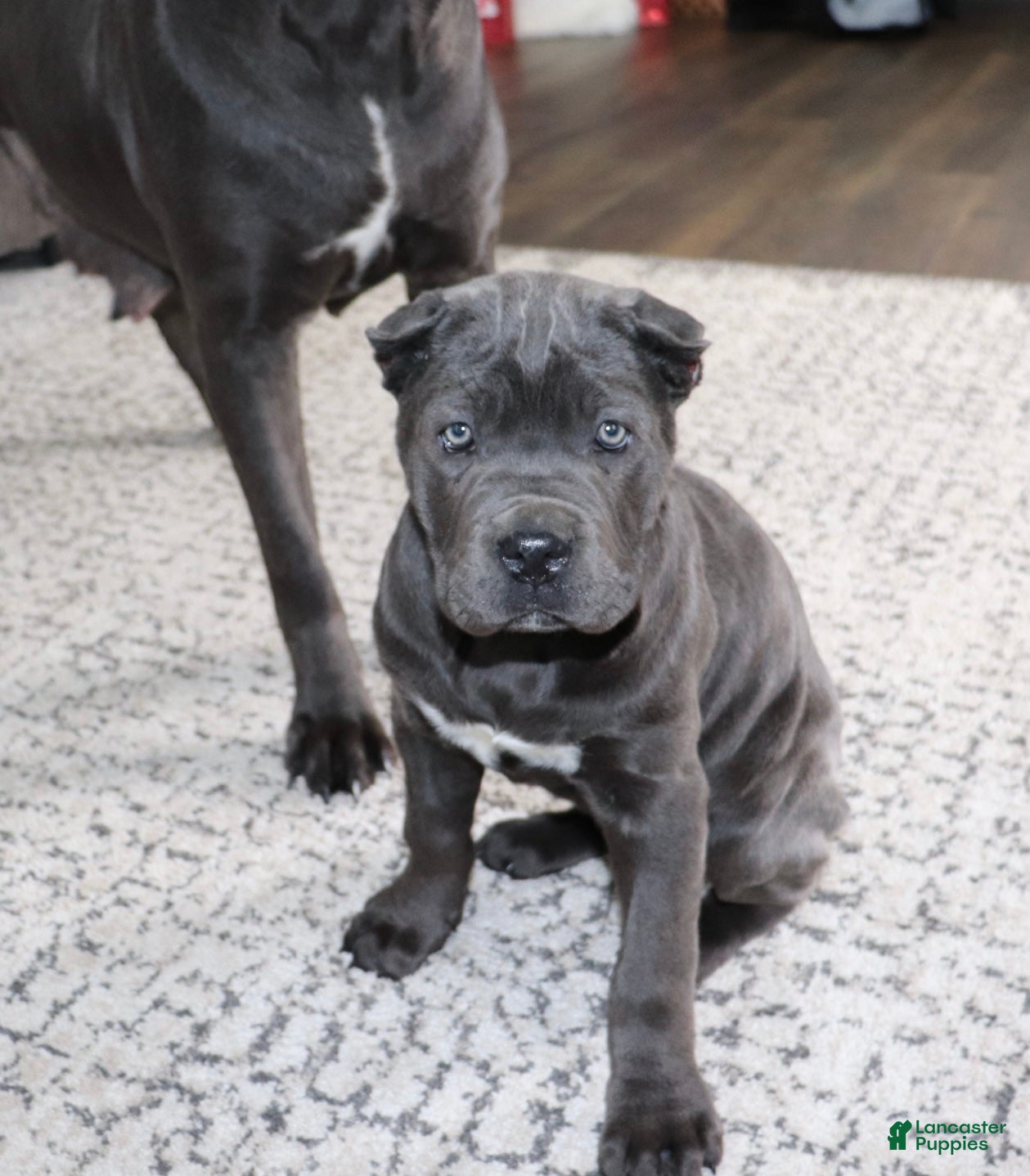 Cane Corso dogs Cane Corso Puppy 3 - Ad 7