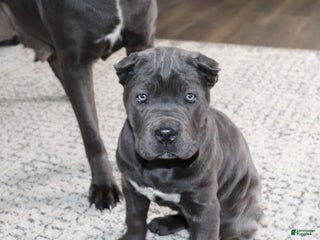 Cane Corso dogs Cane Corso Puppy 3 - Ad 10