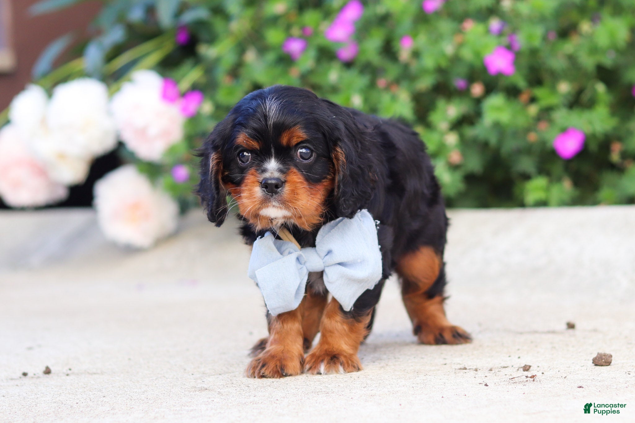 Cavalier King Charles Spaniel dogs for sale: Brock - Ad 2