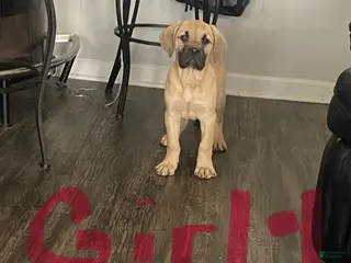 Cane Corso dogs Cane Corso Puppy 5 - Ad 11