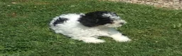 Miniature Poodle dogs for sale: Cookie - Ad 9