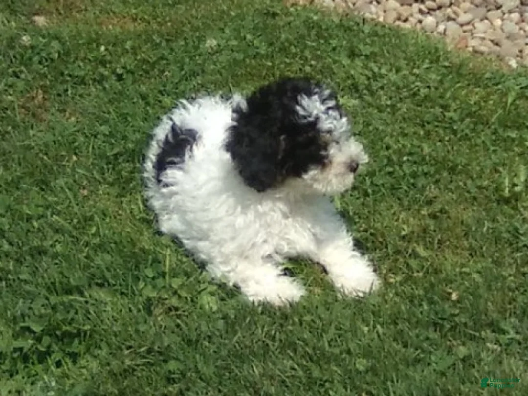 Miniature Poodle dogs for sale: Cookie - Ad 9