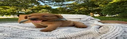 Labrador Retriever dogs for sale: Canyon - Ad 5