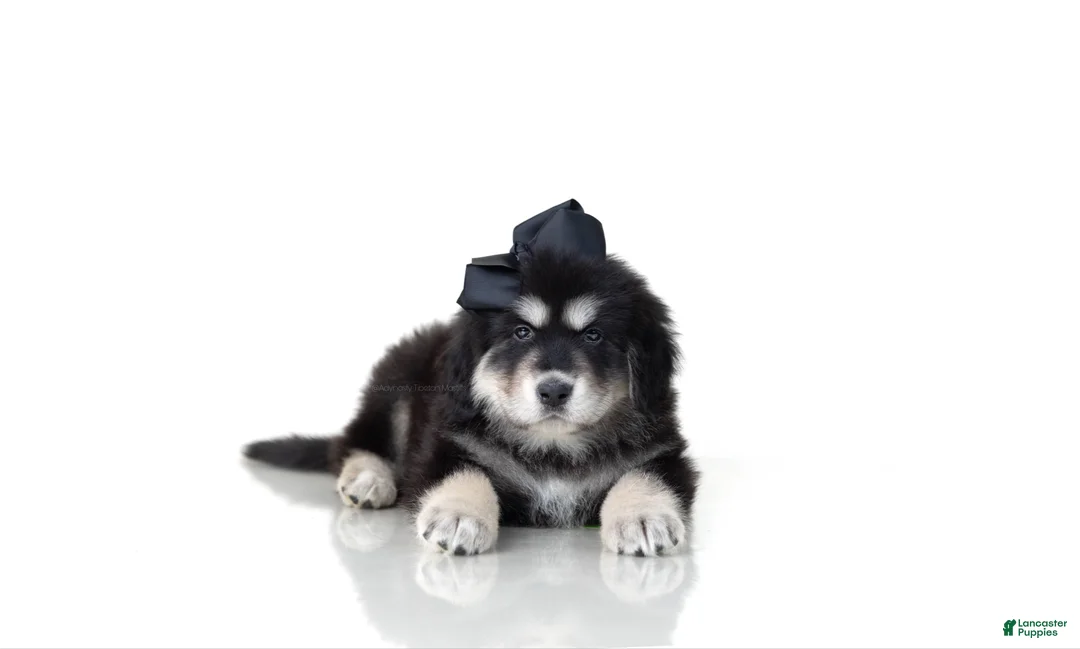 Tibetan Mastiff dogs for sale: Tibetan Mastiff Puppy | Black Bow Girl - Ad 1