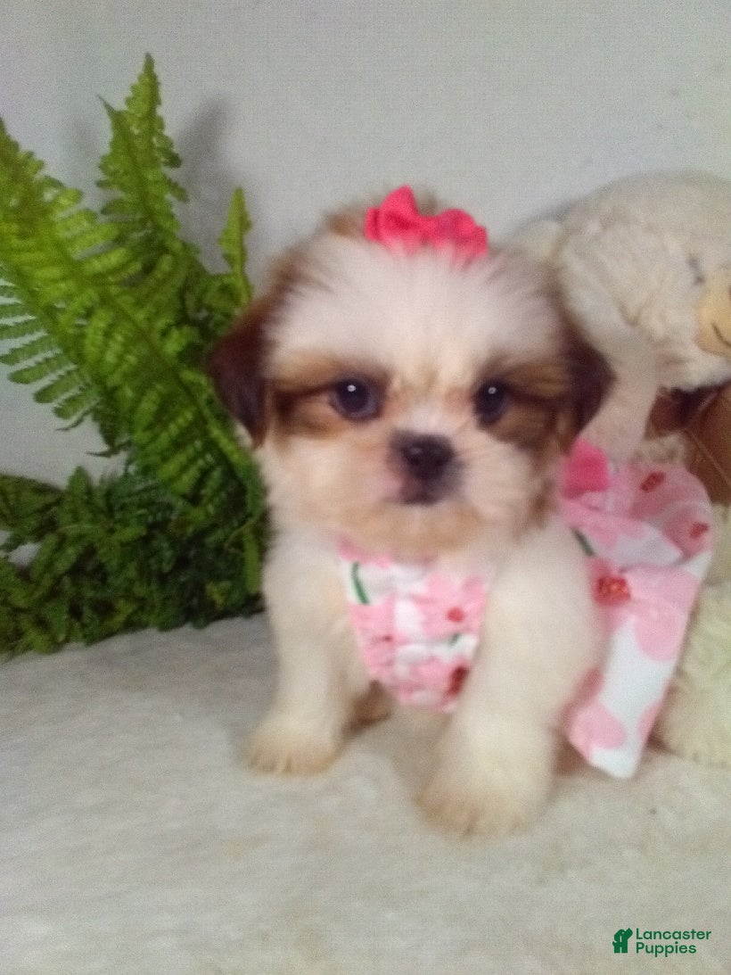 Shih Tzu dogs Mimi - Ad 1