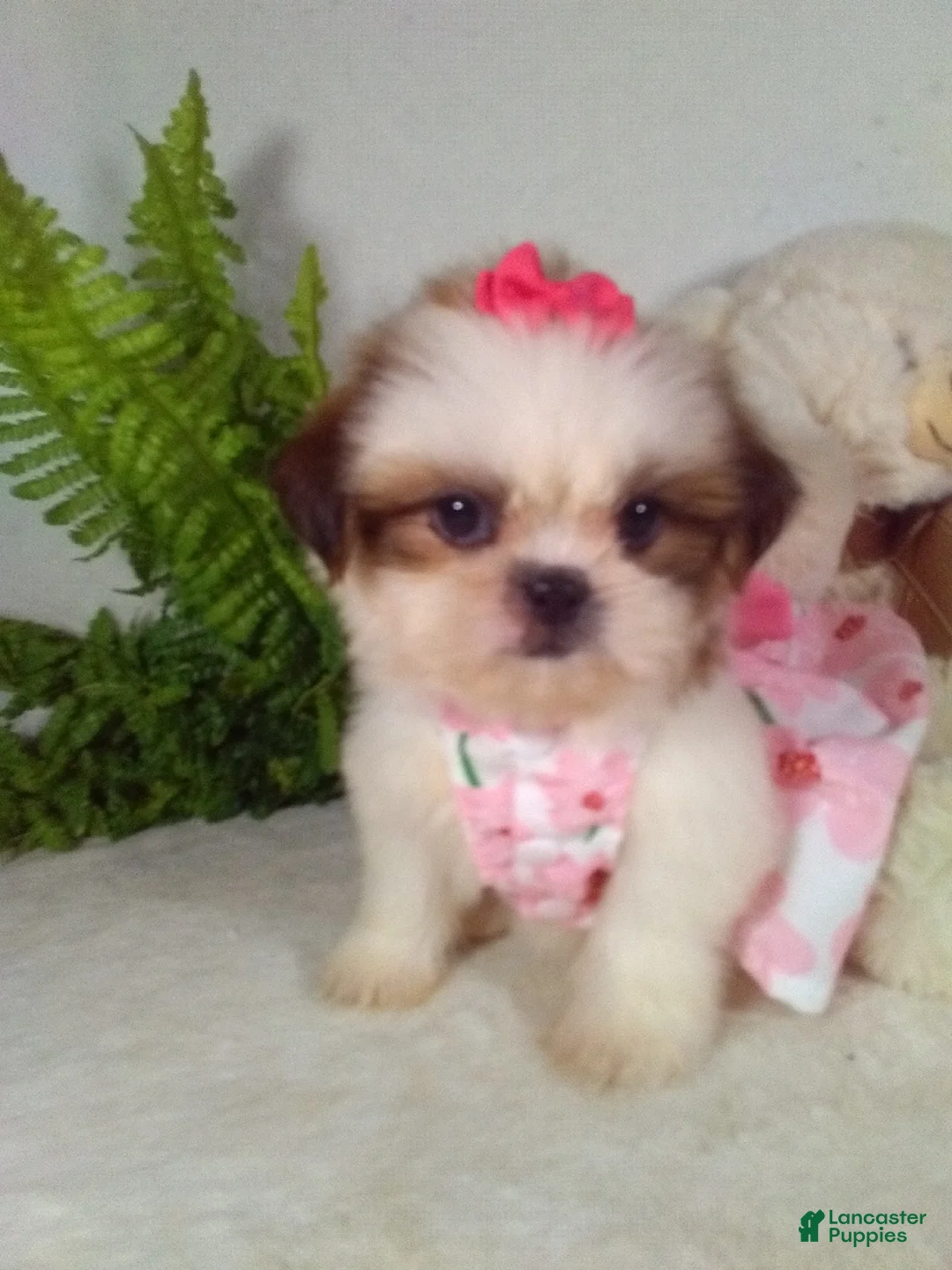 Shih Tzu dogs for sale: Mimi - Ad 1
