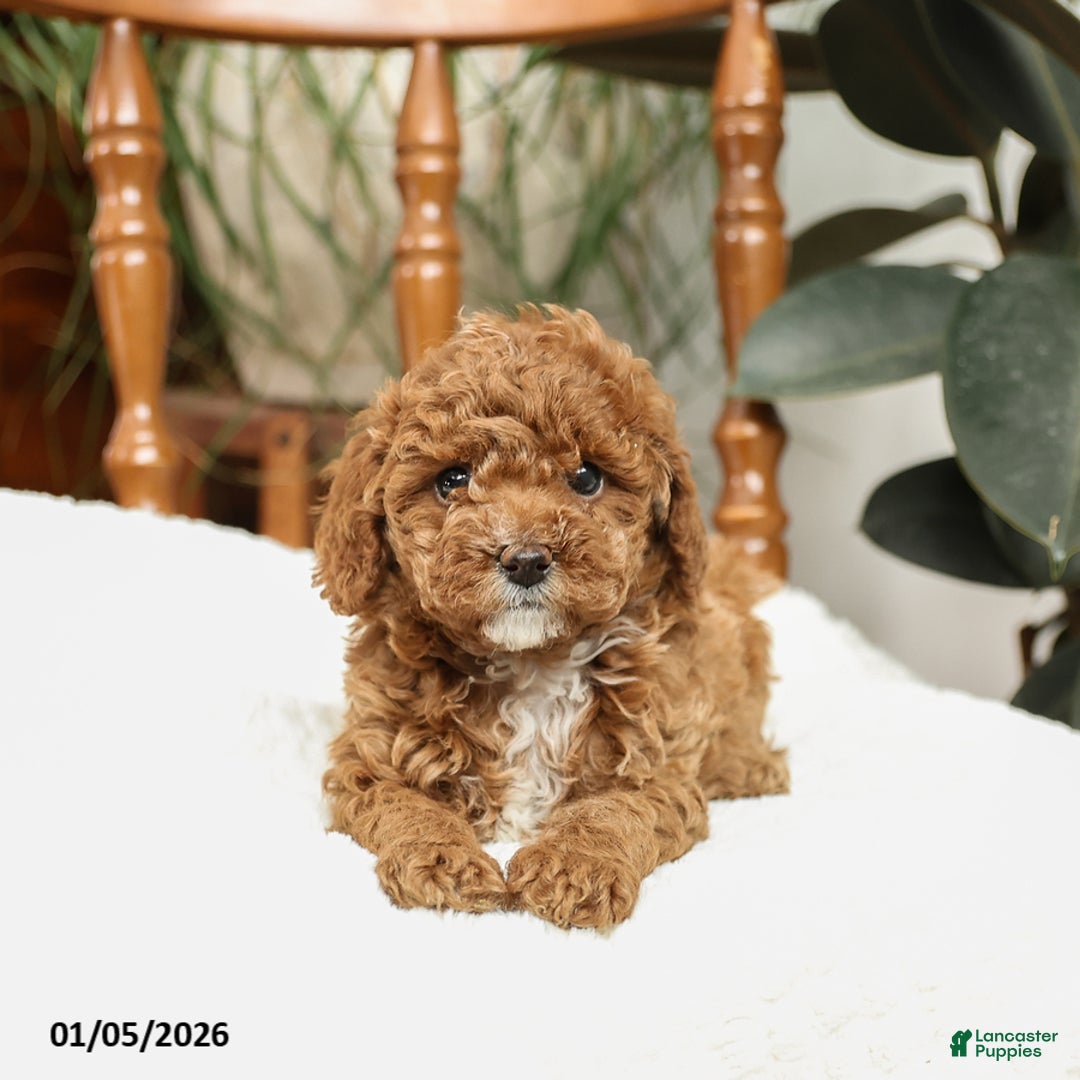 Mini Goldendoodle dogs for sale: Cindy - Ad 2