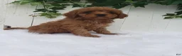 Cavapoo dogs for sale: Rex  - Ad 6