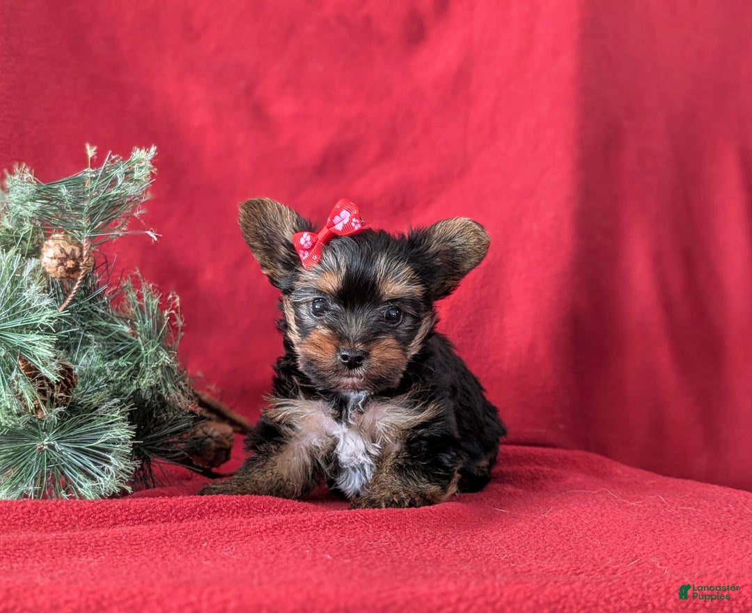 Yorkshire Terrier dogs for sale: Coralie Teacup - Ad 2