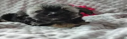 Morkie dogs for sale: Zha Zha - Ad 2