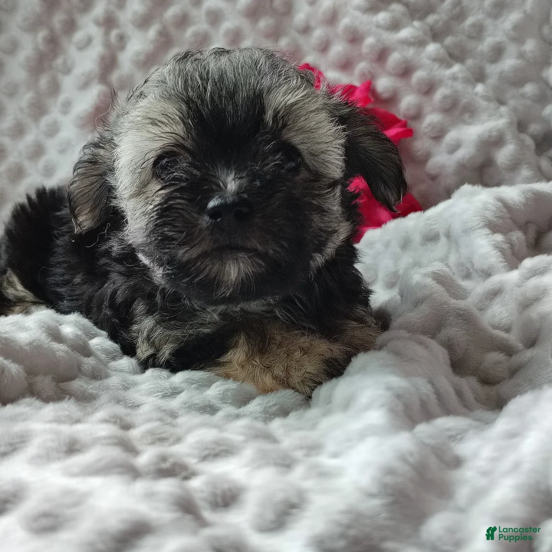 Morkie dogs for sale: Zha Zha - Ad 2