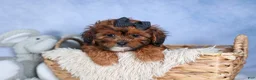 Shorkie dogs for sale: JACK - Ad 3
