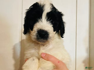 Mixed Breed dogs Bingo - Ad 37