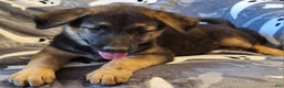 Mixed Breed dogs for sale: Mixed Breed Puppy 1 - Ad 10