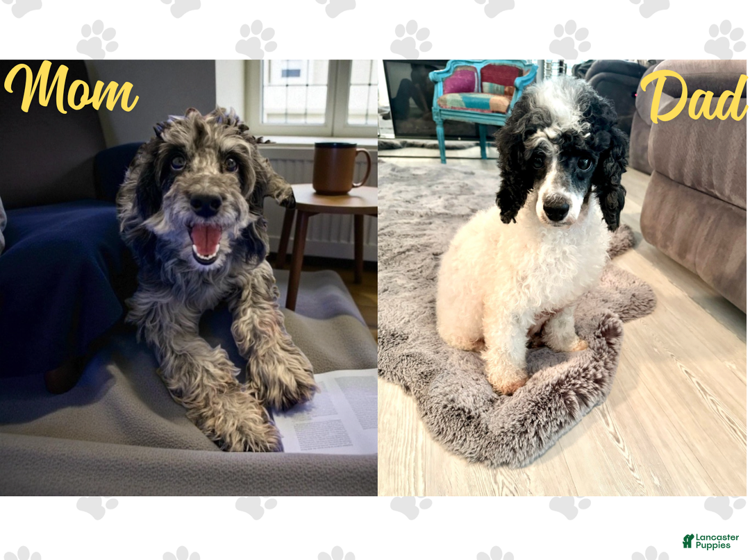 Mini Goldendoodle dogs for sale: Polar - Ad 2