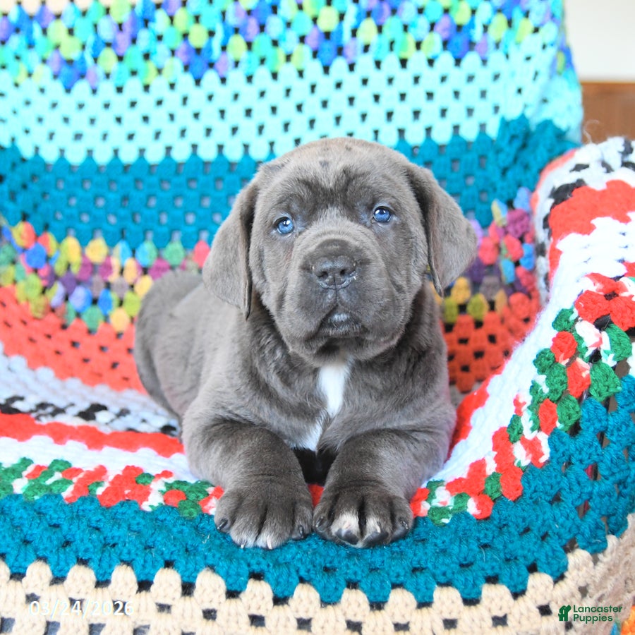 Cane Corso dogs Dakota - Ad 2