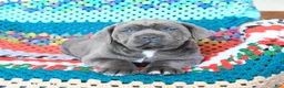 Cane Corso dogs for sale: Dakota - Ad 2