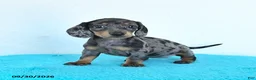 Miniature Dachshund dogs for sale: Hazel - Ad 4
