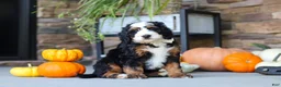 Mini Bernedoodle dogs for sale: Khaby🦴 - Ad 4