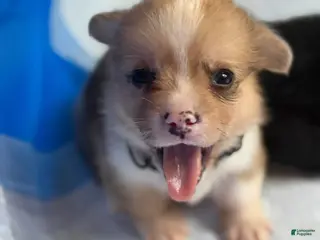 Welsh Corgi Pembroke dogs Archie - Ad 10