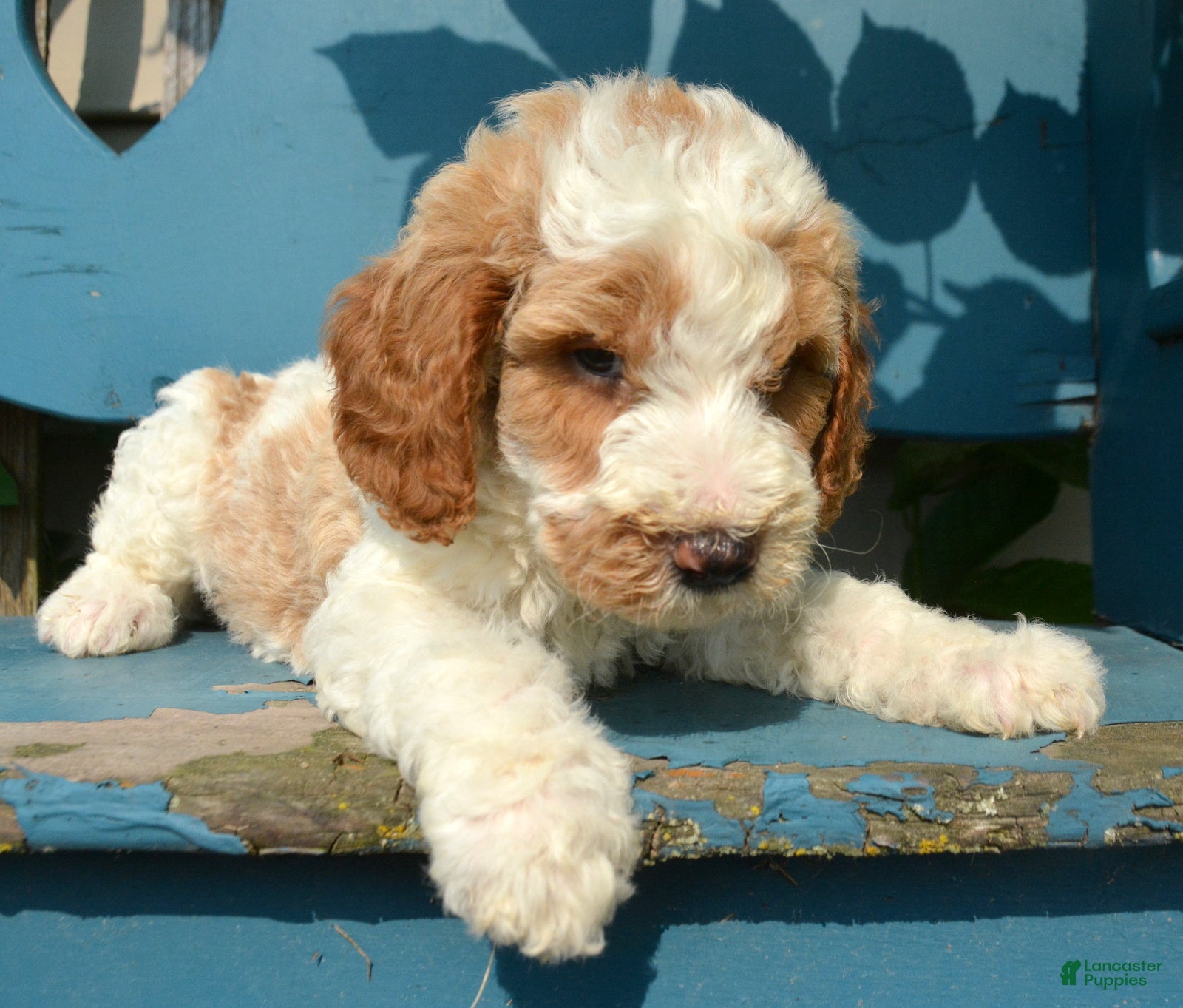Mini Goldendoodle dogs for sale: Doug Micro Goldendoodle  - Ad 2
