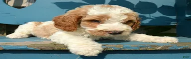 Doug Micro Goldendoodle 