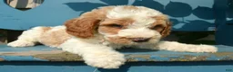 Mini Goldendoodle dogs for sale: Doug Micro Goldendoodle  - Ad 1