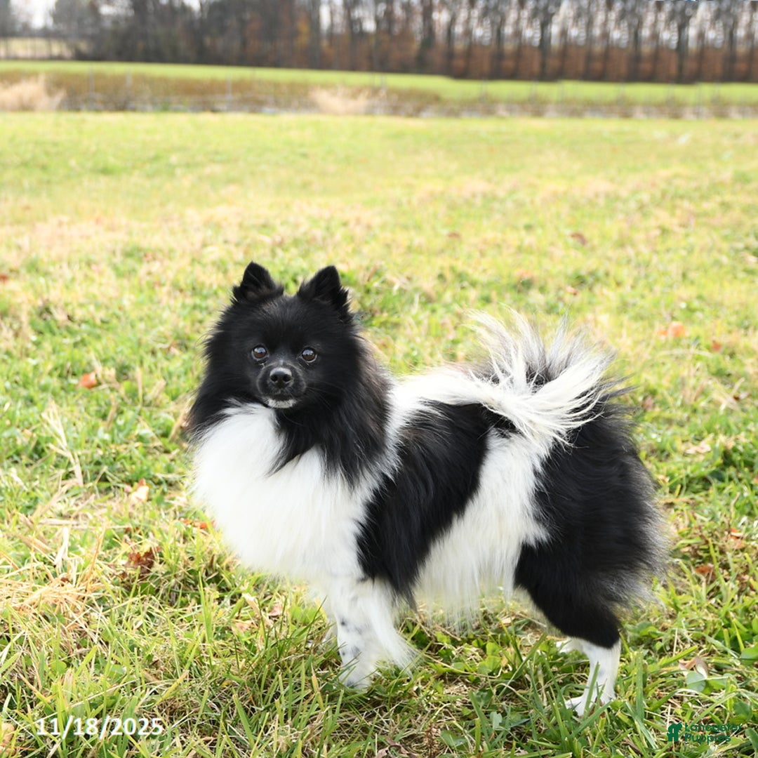 Pomeranian dogs for sale: Fluffy - Ad 3