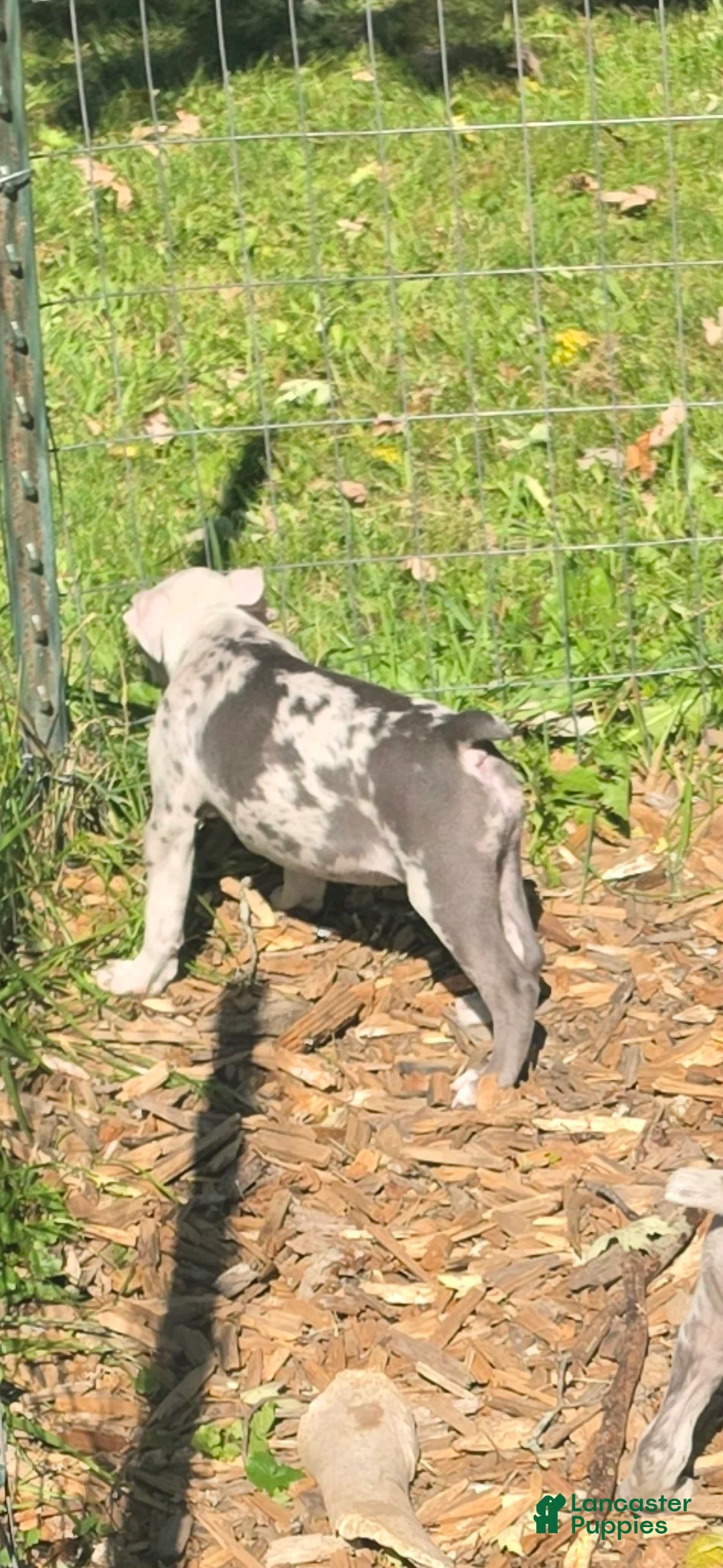 Mixed Breed dogs for sale: Apple - Ad 2