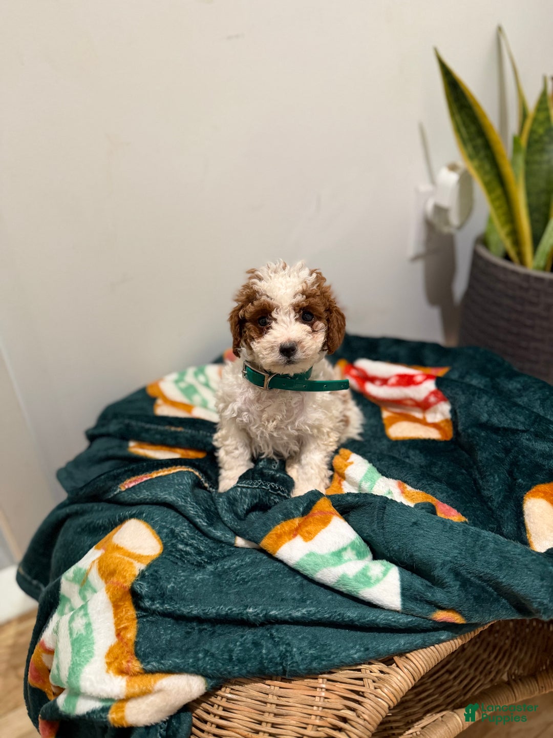 Toy Poodle dogs for sale: Jelly bean - Ad 4